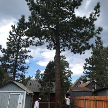 Fire Risk Management - Backyard tree limb removal - Tree Services Near Me Fire Risk Management - Backyard tree limb removal - Tree Services Near Me