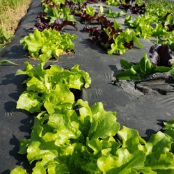 Salad Mix