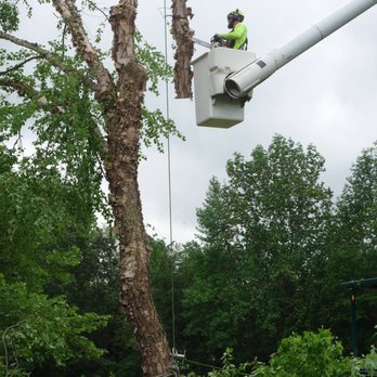 Bartlett Tree Experts - 1. Gradually removing the tree - Tree Services Near Me - Easton, Maryland Bartlett Tree Experts - 1. Gradually removing the tree - Tree Services Near Me - Easton, Maryland