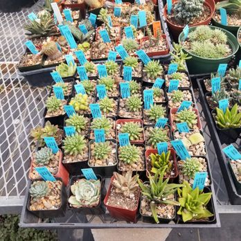 East Austin Succulents - Gardeners Near Me - Austin, Texas East Austin Succulents - Gardeners Near Me - Austin, Texas