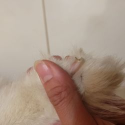 Dog Wash - Nail cutting job was not great