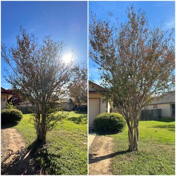 Amaya's Tree & Lawn - We care for all trees and plants, no matter their size. This crepe myrtle needed a little TLC which we were happy to give! - Tree Services Near Me Amaya's Tree & Lawn - We care for all trees and plants, no matter their size. This crepe myrtle needed a little TLC which we were happy to give! - Tree Services Near Me