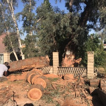 Ortega's Jr Tree Service - Sammy working - Tree Services Near Me - Riverside , California
