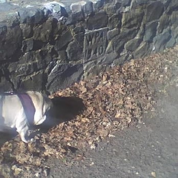 Todd Grove Park - Wall built by WPA and Violet sniffin' - Parks Near Me - Ukiah, California