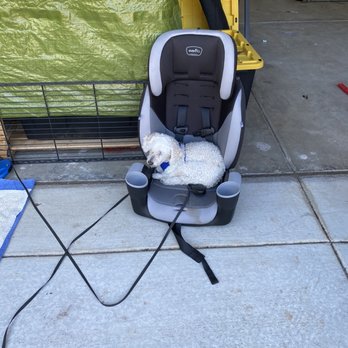 Heart in Home Veterinarian - Carson LOVED my grandsons car seat! Lol - Veterinarians Near Me Heart in Home Veterinarian - Carson LOVED my grandsons car seat! Lol - Veterinarians Near Me