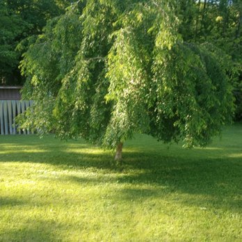 Select Tree Service - Tree Services Near Me