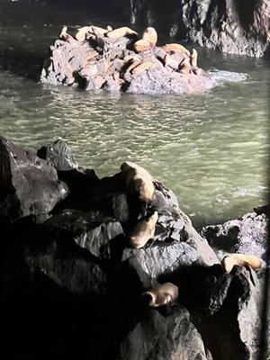 Sea Lion Caves by null