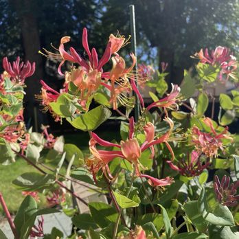 Monroe Inn - Gorgeous garden - Hotels Near Me - Monroe, Utah