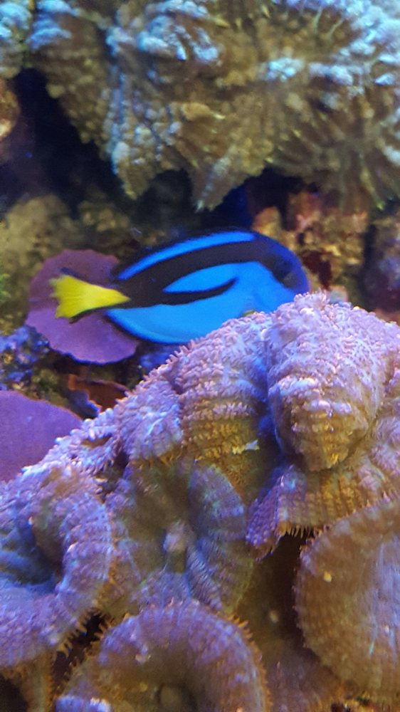 PAN OCEAN AQUARIUM USA Updated October 2024 23384 Foley St, Hayward