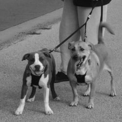 Lovin' All the Babies Pet Services - Jerry Lee & Bowe Diddley