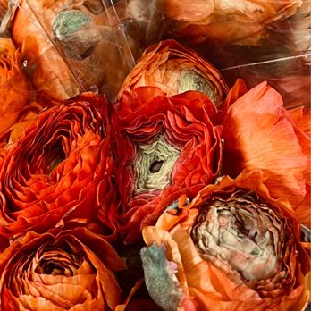 Trader Joe's - Ranunculus Bouquets March 2023 - Grocery Near Me - Evanston, Illinois Trader Joe's - Ranunculus Bouquets March 2023 - Grocery Near Me - Evanston, Illinois