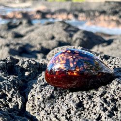 Kona Beach Bungalows - Rare find while tide-pooling. Don't worry, he was placed back in his home.