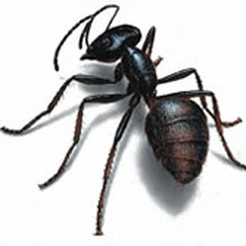 Dandridge Pest Control - Pest Control Near Me - Dandridge, Tennessee Dandridge Pest Control - Pest Control Near Me - Dandridge, Tennessee