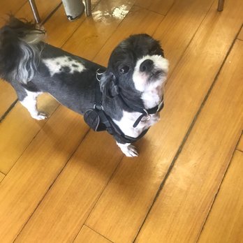Mung Puppy Store - Nietzsche the shih tzu - Pet Groomers Near Me - Los Angeles, California