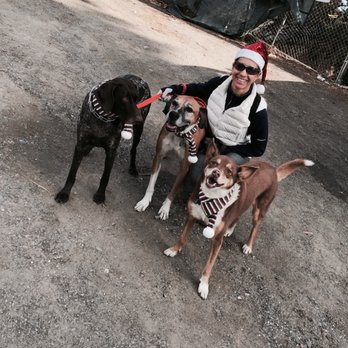 Healings By Heidi - Just a 3 dog day :) - Holistic Animal Care Near Me Healings By Heidi - Just a 3 dog day :) - Holistic Animal Care Near Me