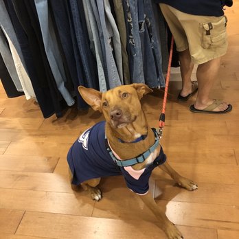 Hamilton Town Center - Puppy at American Eagle - Shopping Centers Near Me - Noblesville, Indiana