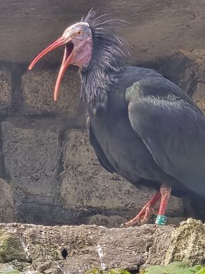 Schönbrunn Zoo by null