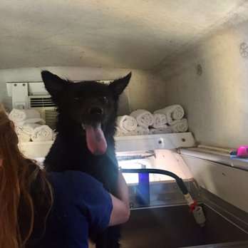 Doggylicious Mobile - Who said baths aren't fun?! - Pet Groomers Near Me Doggylicious Mobile - Who said baths aren't fun?! - Pet Groomers Near Me