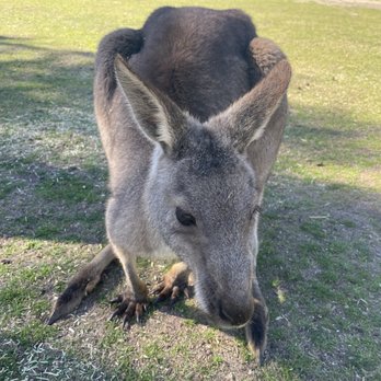 Symbio Wildlife Park - You can feed the farm animals, kangaroos and emus at Symbio. - Zoos Near Me - Helensburgh, NSW