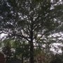 Photo of For the Love Of Trees