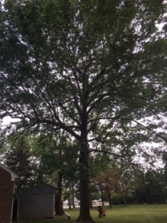 For the Love Of Trees - tree service in Buffalo, NY