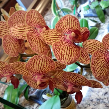 Norman's Orchid Nursery - Nurseries & Gardening Near Me - Montclair, California Norman's Orchid Nursery - Nurseries & Gardening Near Me - Montclair, California
