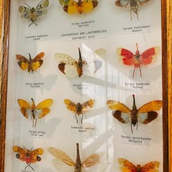 Stones 'n Bones Museum - Leafhoppers and lanternflies, as the label says.