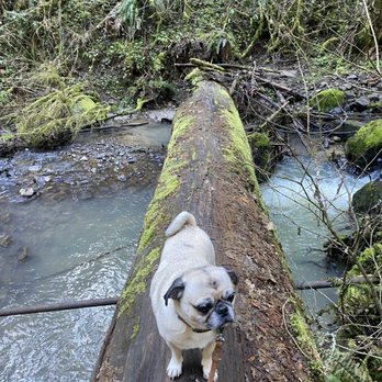 Forest Park - Parks Near Me - Portland, Oregon