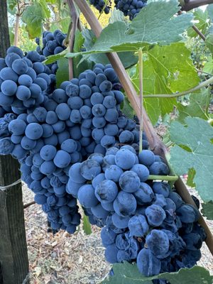 Charter Oak Winery by null