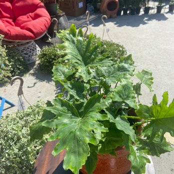 Plant Safari - Happy Mother's Day to Moi - Nurseries & Gardening Near Me - Upland, California Plant Safari - Happy Mother's Day to Moi - Nurseries & Gardening Near Me - Upland, California
