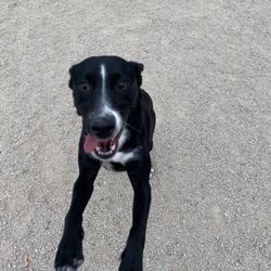 Herman L Franks Park - She was leaping at me and I got smacked in the stomach