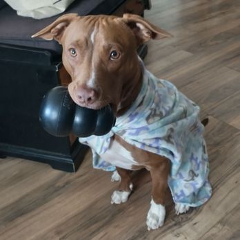K9 Companions - Here's Charlie doing a perfect Sit & Stay with his favorite toy and blankie. - Pet Training Near Me - Perris, California K9 Companions - Here's Charlie doing a perfect Sit & Stay with his favorite toy and blankie. - Pet Training Near Me - Perris, California