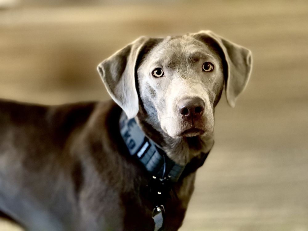 MoldDog Pros - mold inspector in Sarasota, FL