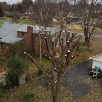 Ramirez's Tree Service - Tree Services Near Me Ramirez's Tree Service - Tree Services Near Me