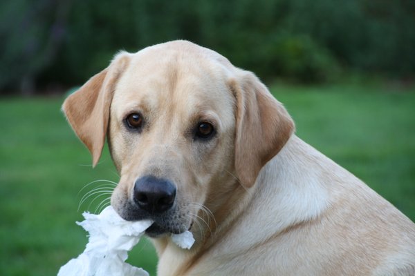 alderwood animal hospital