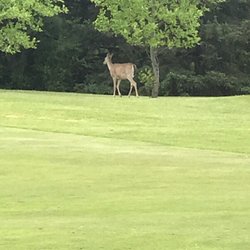 Springfield Oaks Golf Course - A deer on the fairway