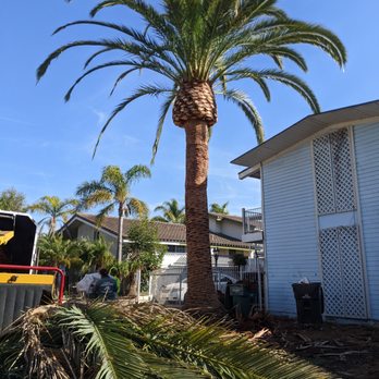 Tree Services Flores - Canary Island Date Palm - Tree Services Near Me Tree Services Flores - Canary Island Date Palm - Tree Services Near Me