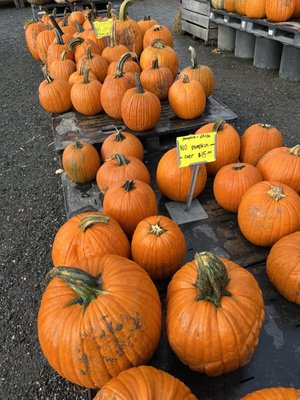 Frank's Produce & Greenhouse by null