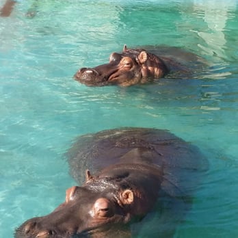 Memphis Zoo - Zoos Near Me - Memphis, Tennessee Memphis Zoo - Zoos Near Me - Memphis, Tennessee