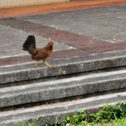 Wahiawa District Park - I saw wild chickens running around the park.
