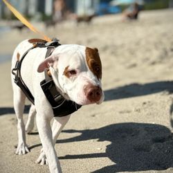 Haulover Park - At the dog beach (between stands 3&4)