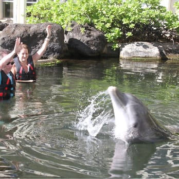 Dolphin Quest - Tours Near Me - Honolulu, Hawaii Dolphin Quest - Tours Near Me - Honolulu, Hawaii