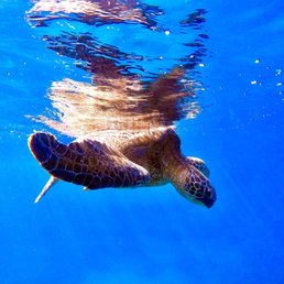 Green sea turtle