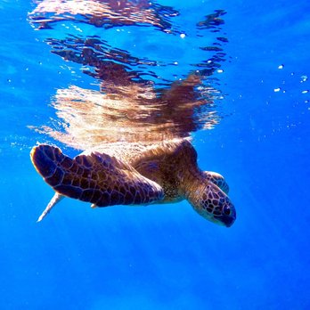 North Shore Dive Shop - Green sea turtle - Scuba Diving Near Me - Haleiwa, Hawaii