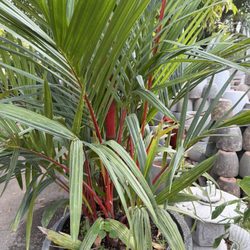 Margarita's Gardens - Red bamboo - my favorite