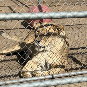 Lions Tigers & Bears - Lioness - Community Service/Non-Profit Near Me - Alpine, California