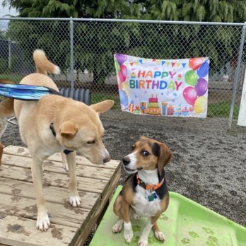 Hyline Hotel for Dogs - Pet Training Near Me - Everson, Washington Hyline Hotel for Dogs - Pet Training Near Me - Everson, Washington