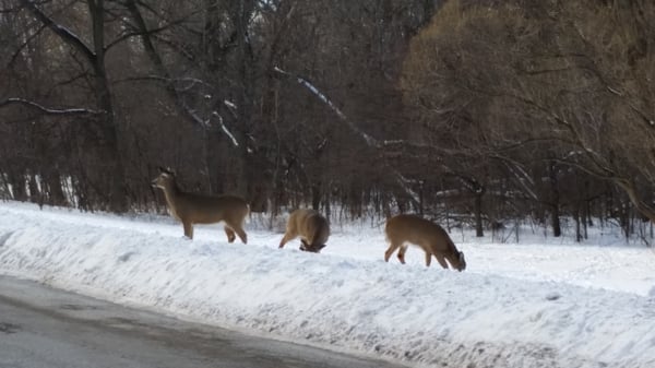 Whitnall Park by null