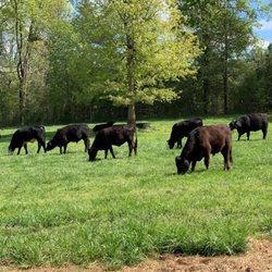 Skyland Farms - Grass Fed and Grass Finished Beef
