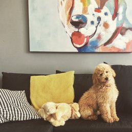 Paddington at his first grooming appointment! Paddington at his first grooming appointment!